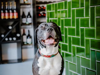 Kruising honden Prachtige stevige Pitbull/Argentijnse dog met zacht karakter aangeboden voor dekking in Rotterdam - Advertentie 14