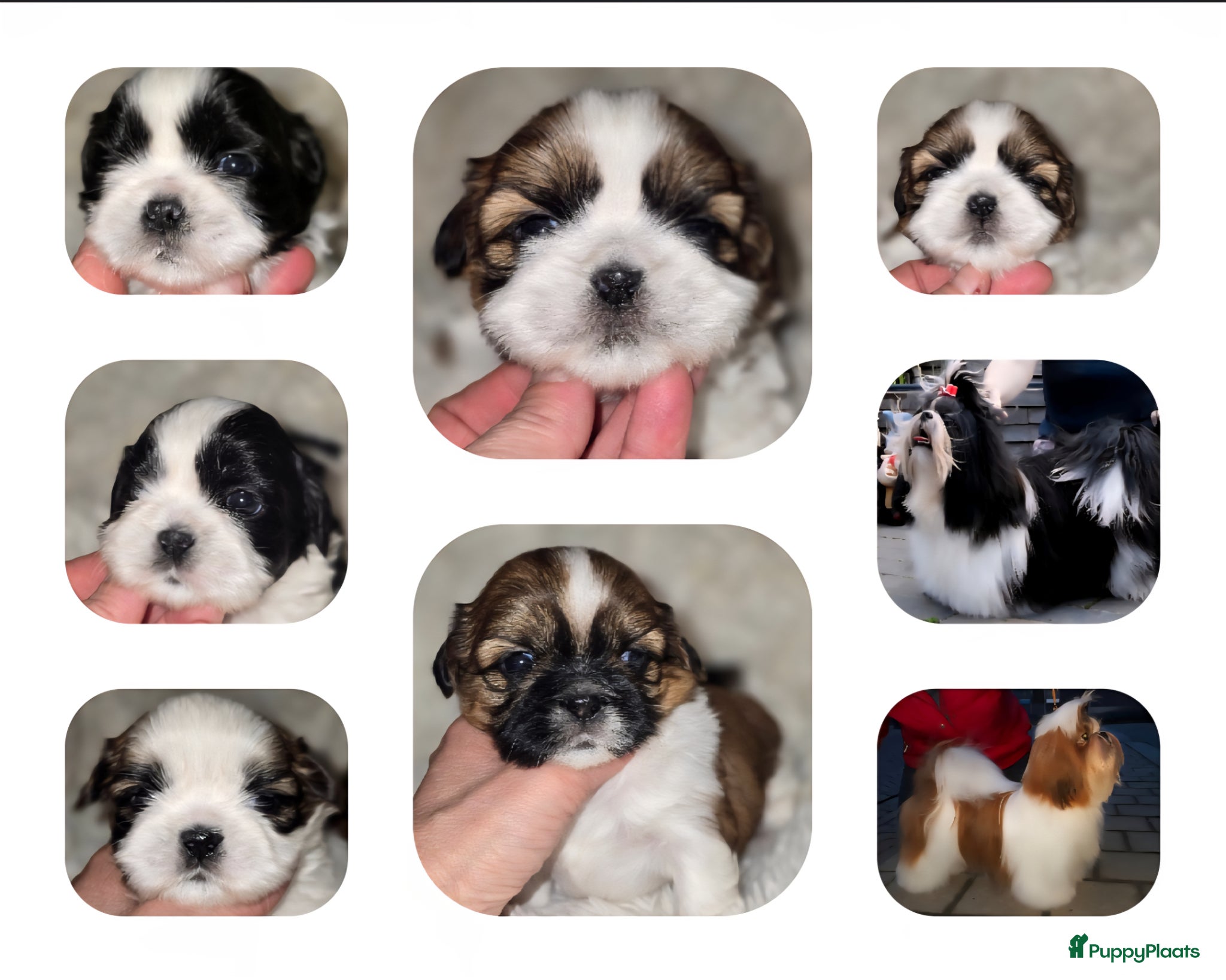Shih Tzu honden Te koop raszuivere shih-tzu pups met fci stamboom  - Advertentie 1