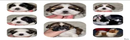 Shih Tzu honden te koop: Te koop raszuivere shih-tzu pups met fci stamboom  - Advertentie 1