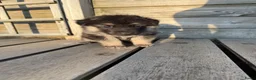 Kruising honden te koop: Gerberian shepsky’s pups - Advertentie 12
