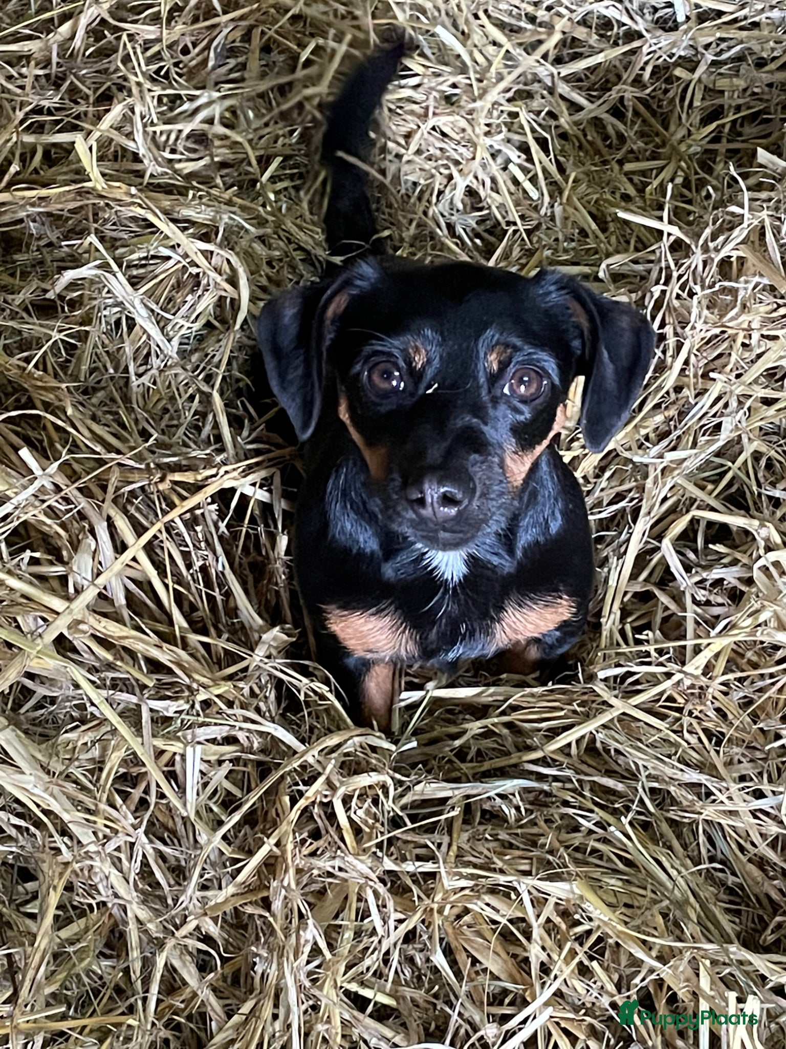 Kruising honden Super leuke jackel pups - Advertentie 4