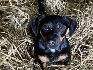 Kruising honden Super leuke jackel pups - Advertentie 4