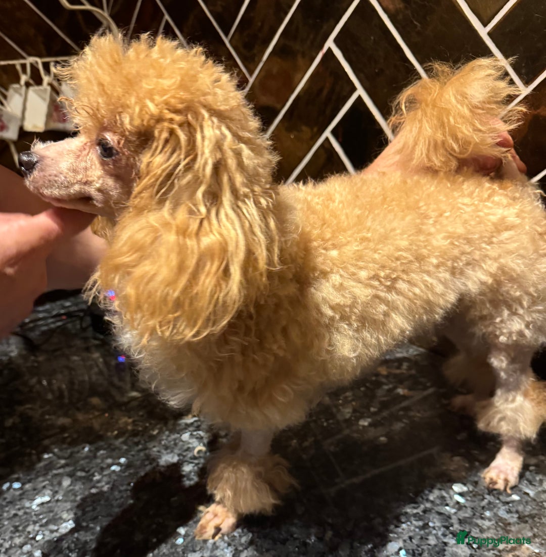 Poedel Toy honden te koop: Toy poedels  - Advertentie 19