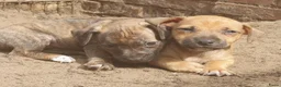 Jack Russel Terriër honden te koop: Lieve Jack Russell pups zoeken een liefdevol thuis - Advertentie 16