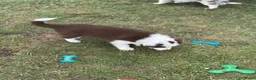 Border Collie honden te koop: Nog 2 mooie border collie dametjes - Advertentie 11