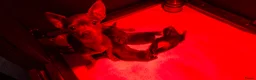 Chihuahua honden te koop: Mooie chihuahua pups - Advertentie 11