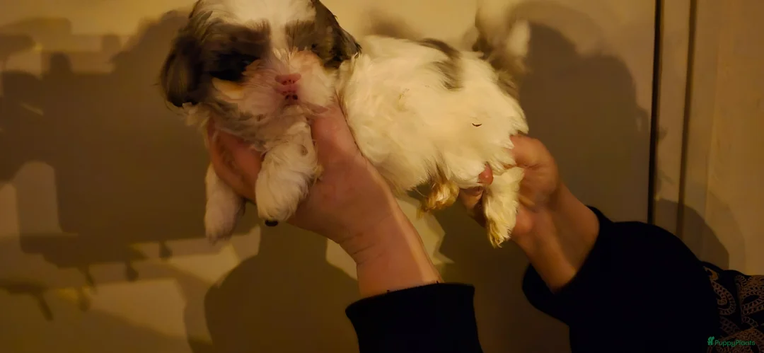 Shihpoo honden te koop: Shipoo pups  - Advertentie 10