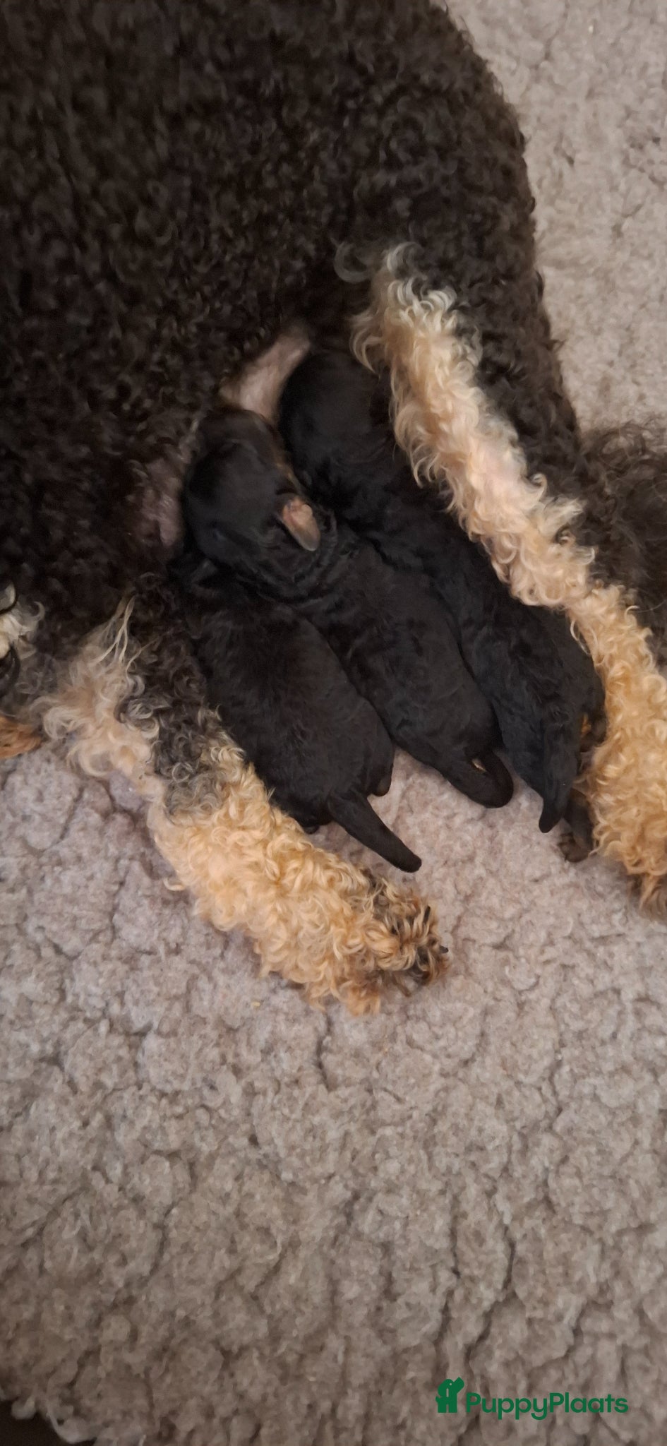 Kruising honden 🩷💙GEBOREN Toy / dwerg poedel pups STAMBOOM 🩷💙 - Advertentie 10