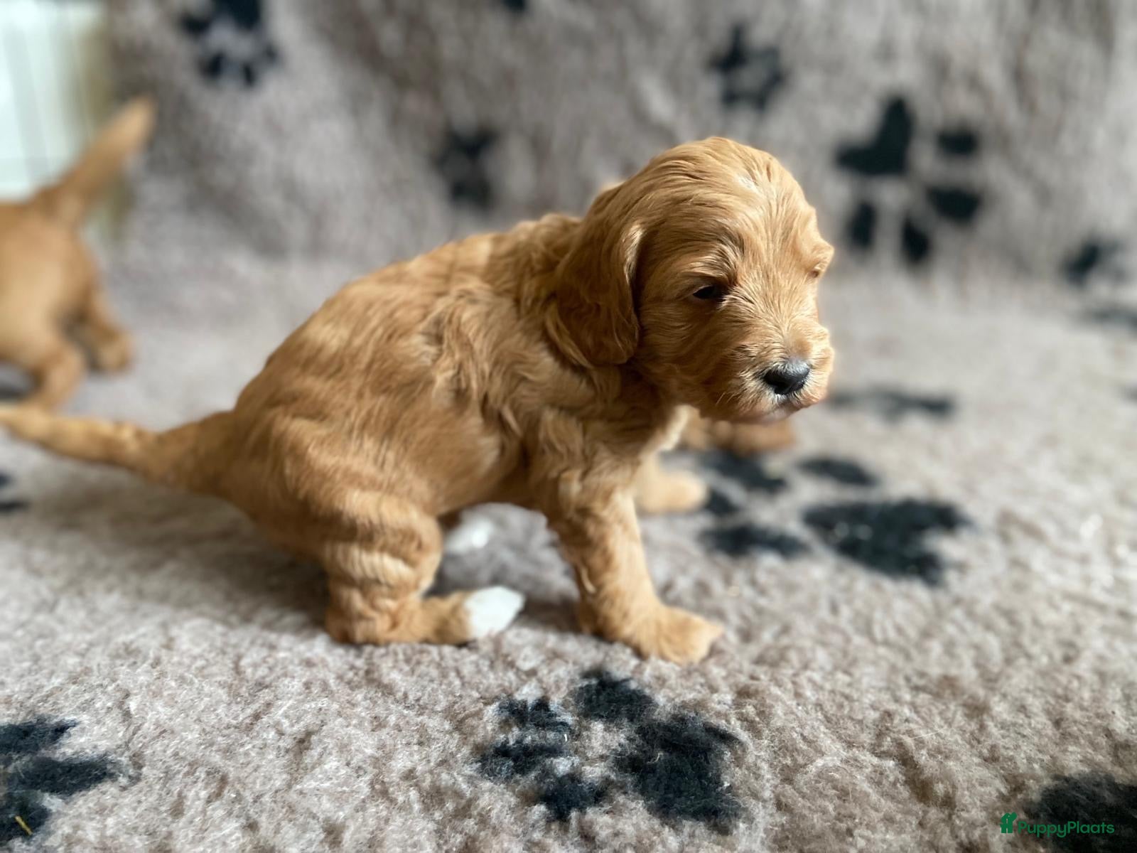 Kruising honden te koop: Knuffelzachte caramel & apricot Labradoodle pups🧡 - Advertentie 12