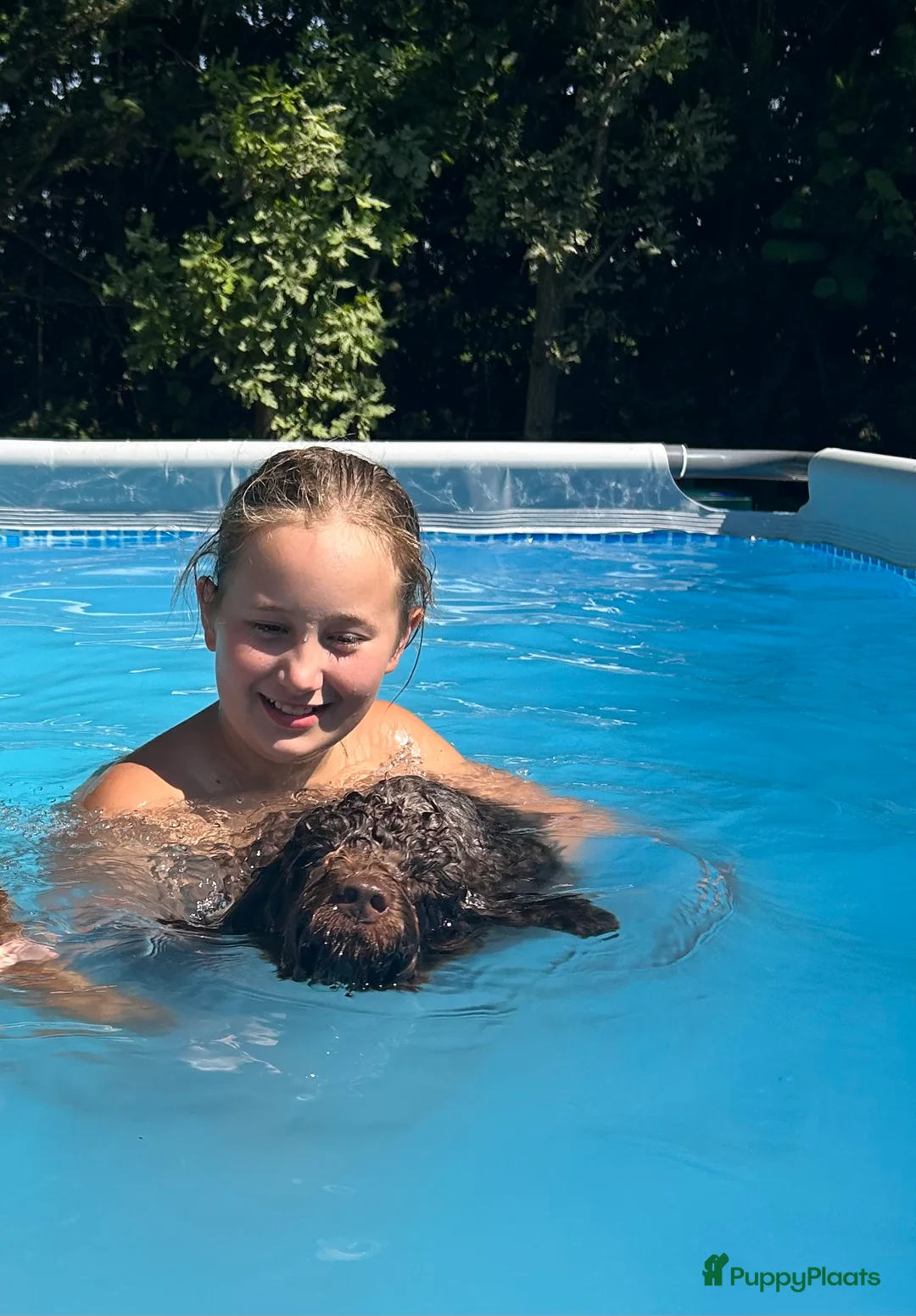 Australian Labradoodle honden te koop: Medium Australian Labradoodle pup nestaankondiging - Advertentie 4