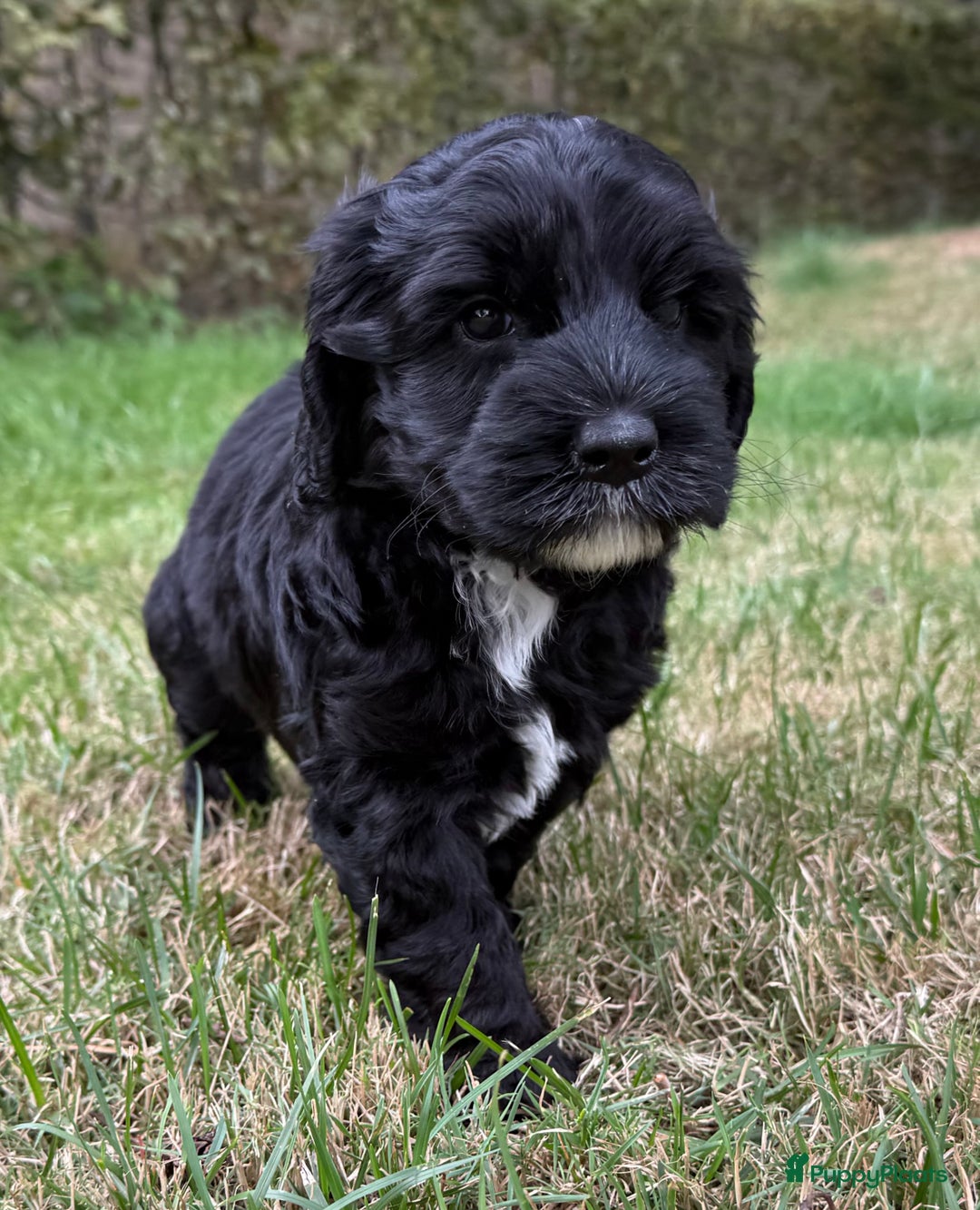 Australian Labradoodle honden te koop: Reutje met officiële stamboom uit geteste ouders  - Afbeelding 6