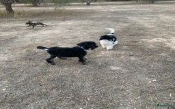 Poedel honden te koop: Prachtig mooi harlekijn koningspoedel teefje✨🐾 - Advertentie 2