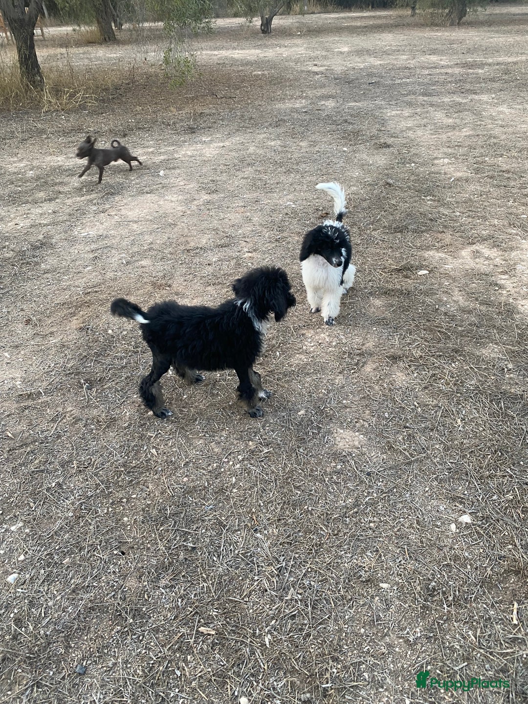 Poedel honden te koop: Prachtig mooi harlekijn koningspoedel teefje✨🐾 - Advertentie 2
