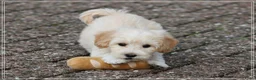 Maltipoo honden te koop: Leuke Maltipoo pups. - Advertentie 15
