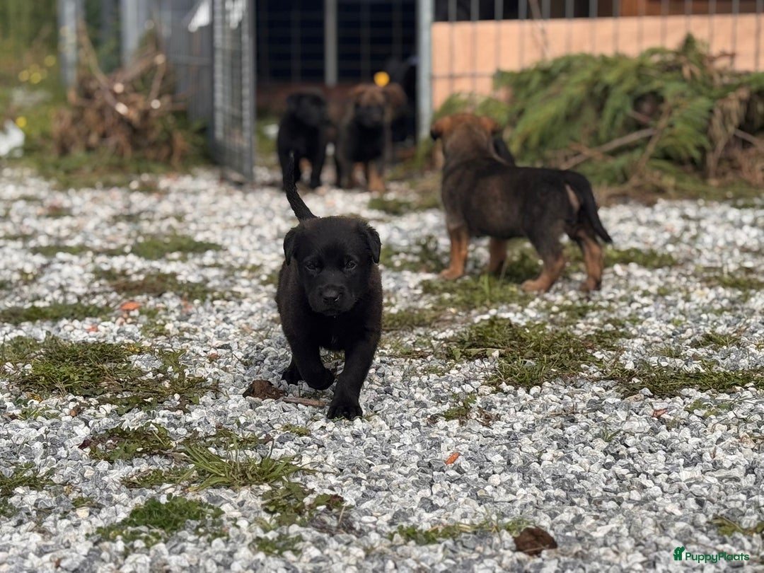 Mechelse Herder honden te koop: Pups van Mechelse en Siberische helders - Advertentie 4