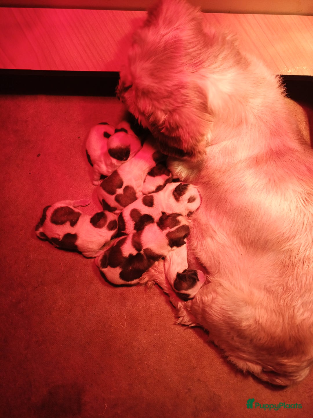 Shih Tzu honden te koop: leuke lieve ras zuiver shih tzu pups - Advertentie 40