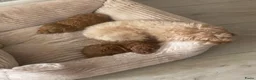 Poedel Toy honden te koop: Toy poedel pups reutje en teefje - Advertentie 14