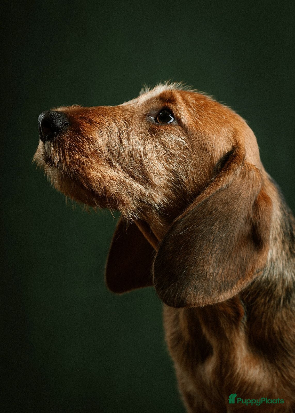 Ruwhaar Teckel honden Standaard ruwhaar teckel pups - Advertentie 3