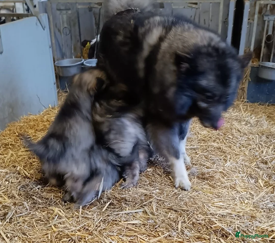 Keeshond honden te koop: Keeshond wolfsgrauw. Grijs. Blauw. - Advertentie 18