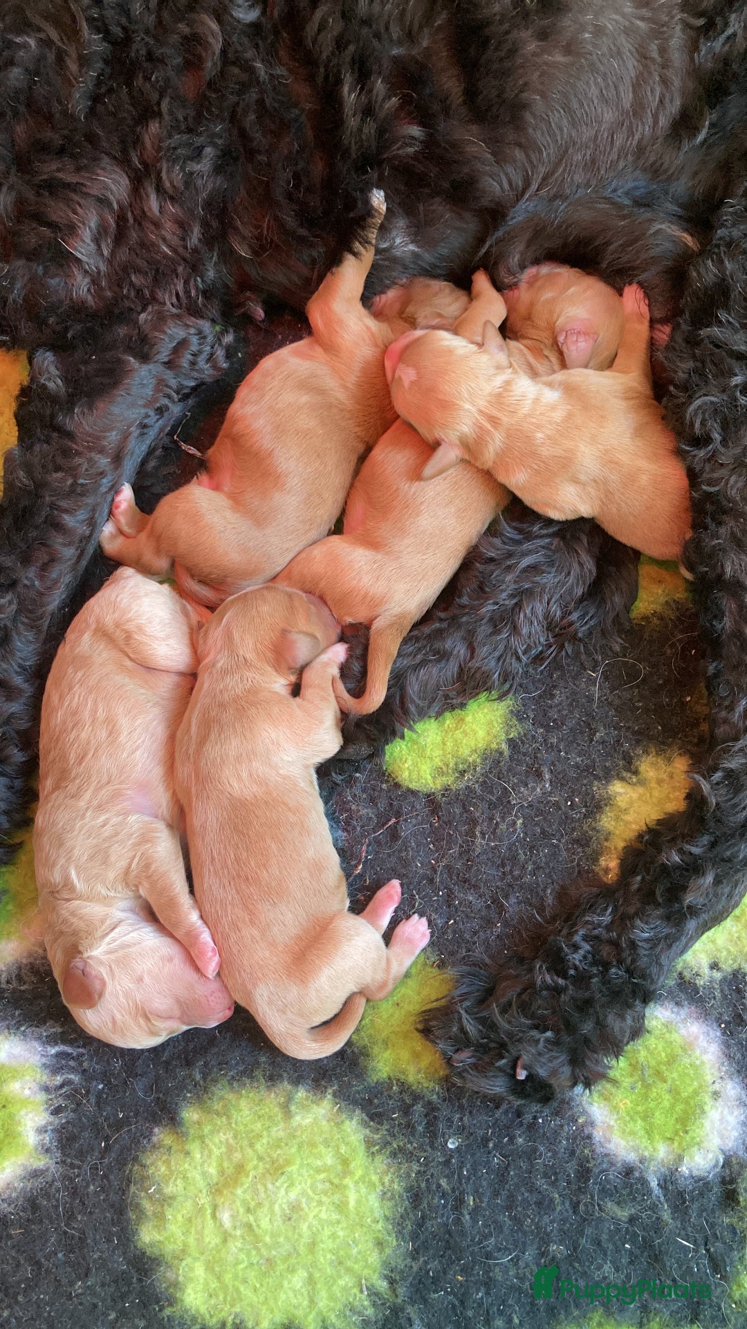 Labradoodle honden te koop: Medium labradoodle pups - Afbeelding 2