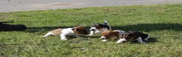 Jack Russel Terriër honden te koop: Jack russel - Advertentie 9