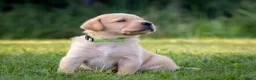 Labrador Retriever honden te koop: Labrador Retriever pups - blond en red fox - Advertentie 5