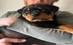 Rottweiler honden te koop: Prachtige super knappe puppy’s  in Haps - Afbeelding 10