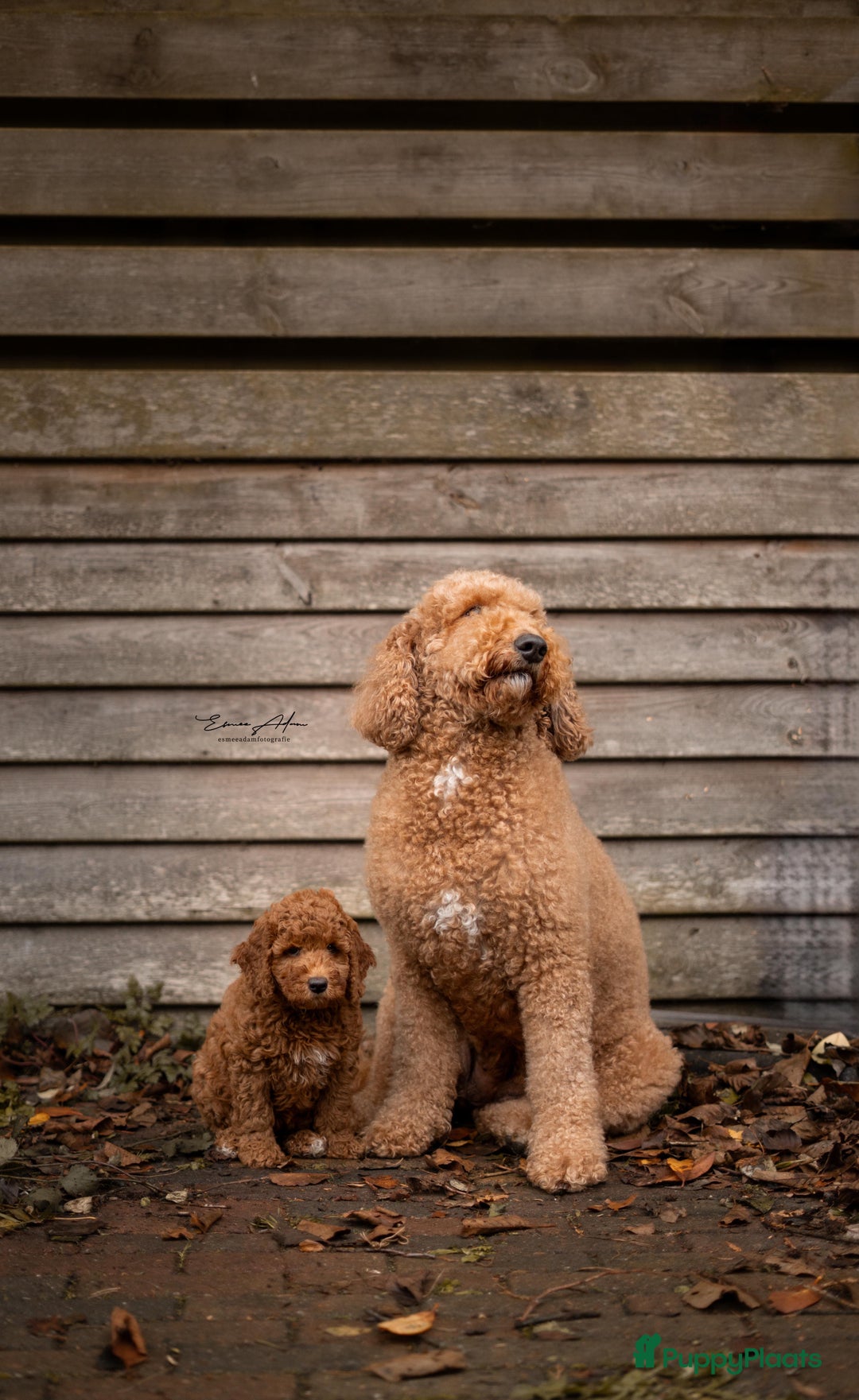 Goldendoodle honden te koop:  Prachtige F3 Doodle Pups van Roos & Sem - Advertentie 2