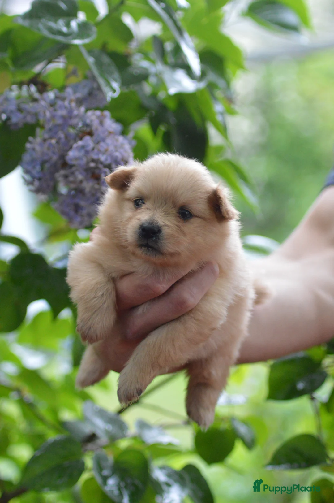 Pomeriaan honden te koop: Knappe Pomeriaan pups te koop in Eindhoven - Advertentie 4