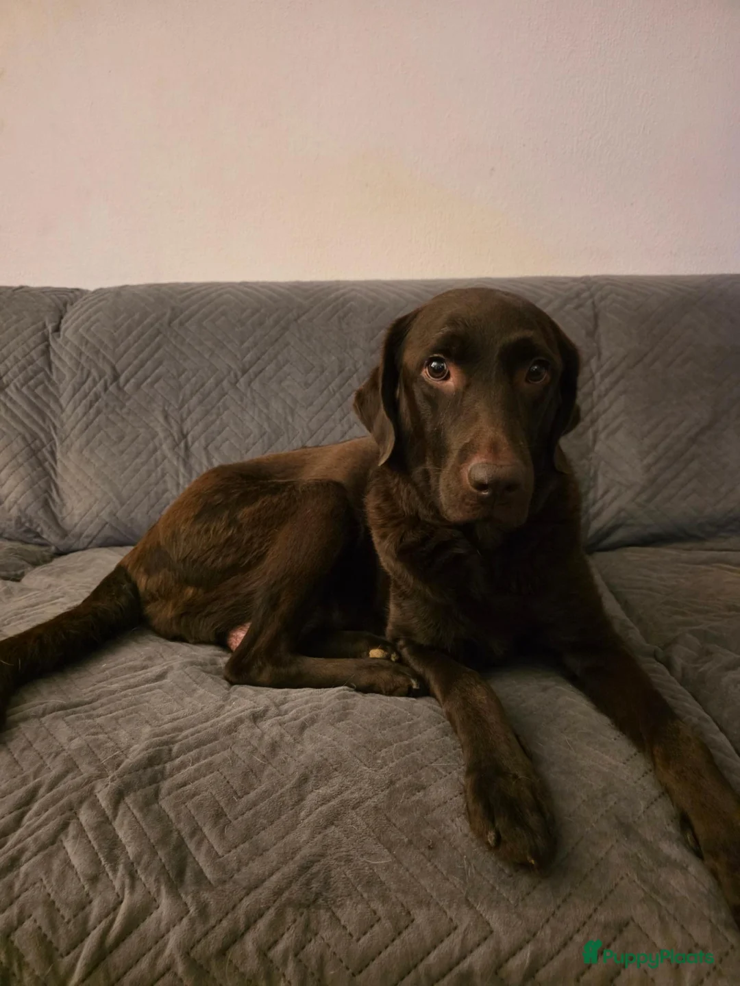 Labrador Retriever honden te koop: 6 mooie raszuiver labrador pups - Advertentie 1