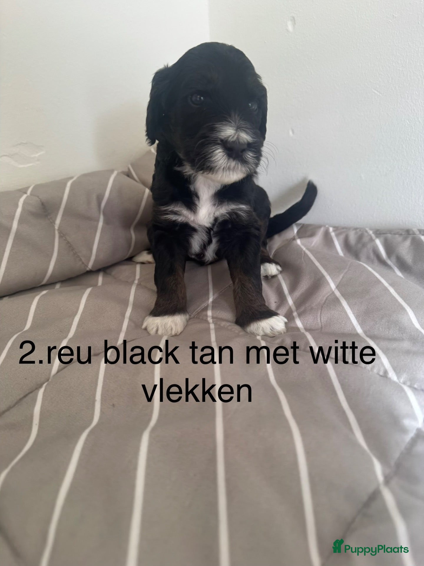 Labradoodle honden Australian labradoodle puppy’s  - Advertentie 10