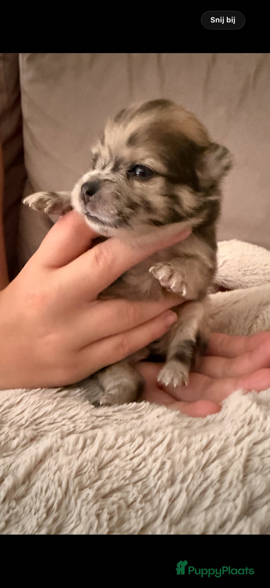 Pomeriaan honden te koop: Pomeriaan pups - Advertentie 4