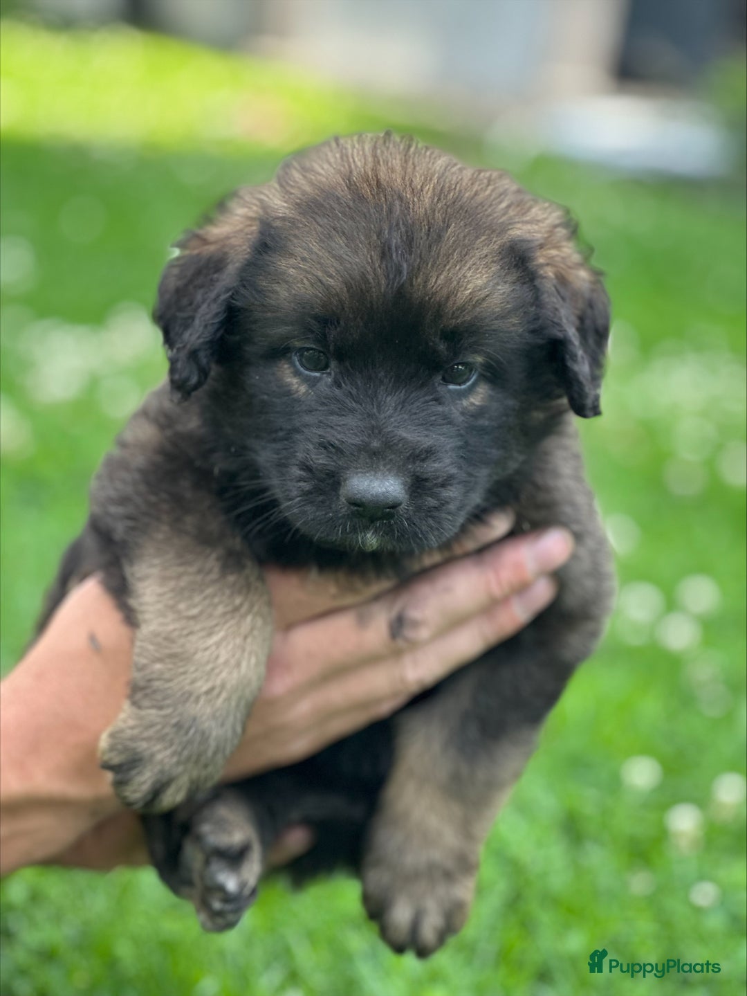 Leonberger honden te koop: Prachtige Leonberger puppys  - Afbeelding 5