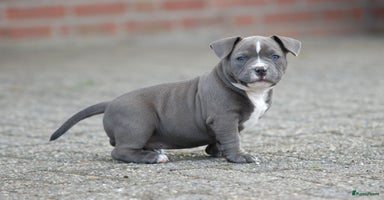 Amerikaanse Bully honden - Advertentie 14