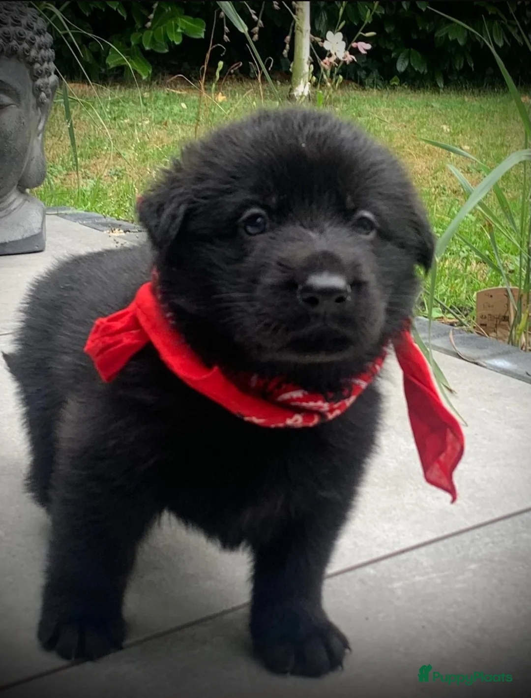 Duitse Herder honden te koop: Duitse herder pup nog 1 reu beschikbaar. - Advertentie 23