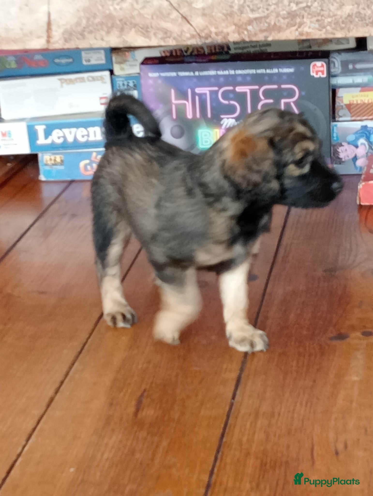 Labradoodle honden te koop: Labradoodle puppies  - Advertentie 35
