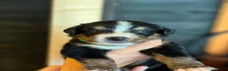 Berner Sennenhond honden te koop: Bernersennen pups  - Advertentie 10