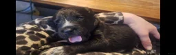 Kruising honden te koop: Bijzondere kruising / Bernsky + Friese Langhaar  - Advertentie 10
