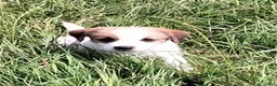 Jack Russel Terriër honden te koop: Jack Russell terriër pups met Stamboom - Advertentie 5