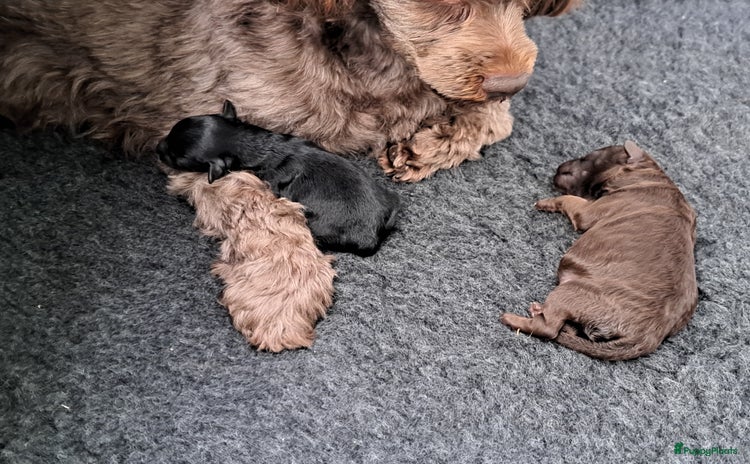 Shihpoo honden Choco shihpoo x Toy poedel - Advertentie 8