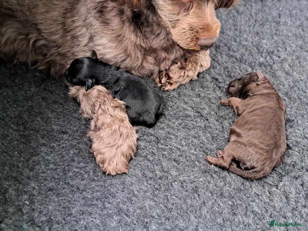 Shihpoo honden Choco shihpoo x Toy poedel - Advertentie 3