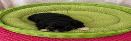 Poedel Toy honden te koop: 3 Toy poedel teefjes  - Advertentie 2