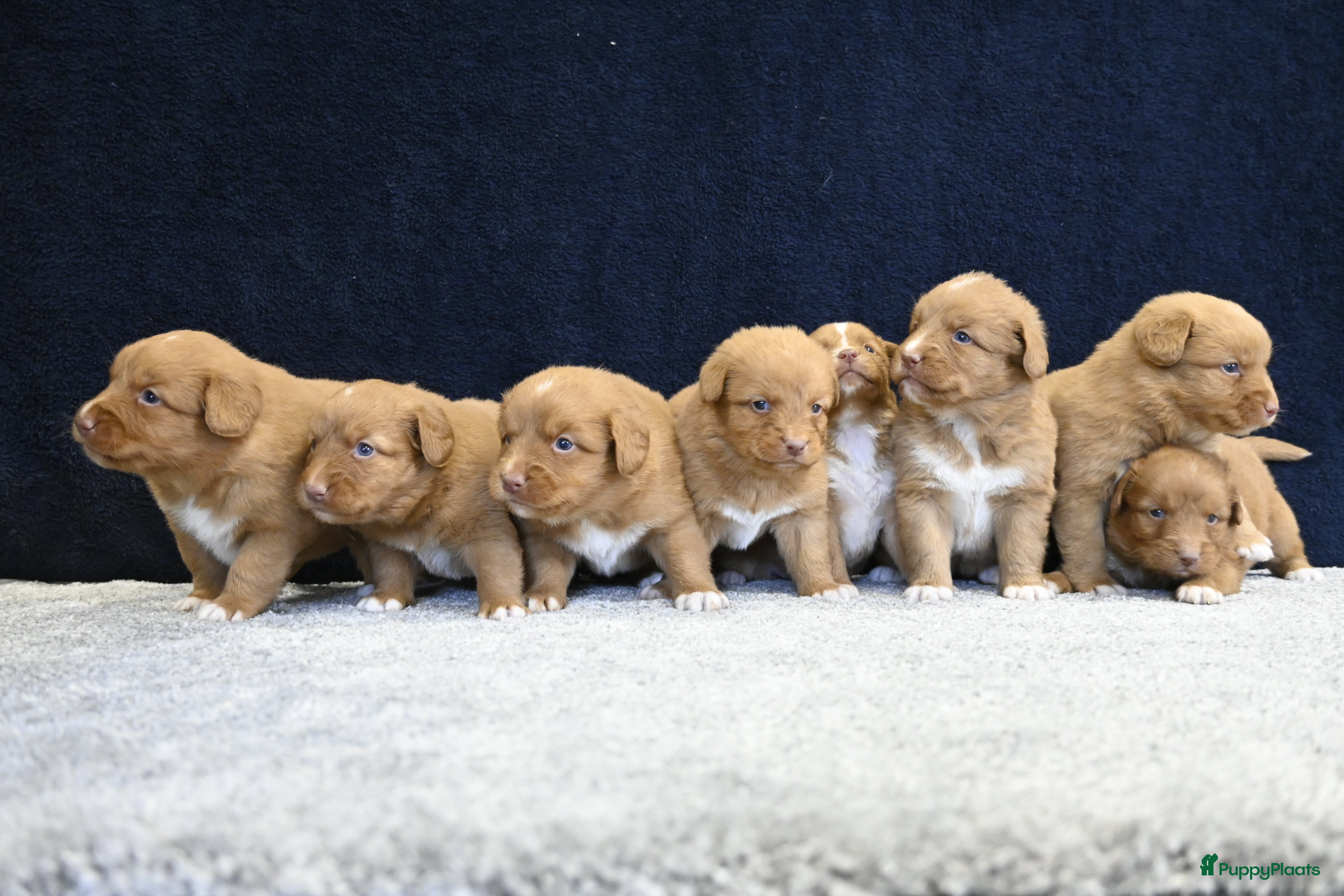 Nova Scotia Duck Tolling Retriever honden Nova Scotia Duck Tolling Retriever pups - Advertentie 1