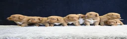Nova Scotia Duck Tolling Retriever honden te koop: Nova Scotia Duck Tolling Retriever pups - Advertentie 1