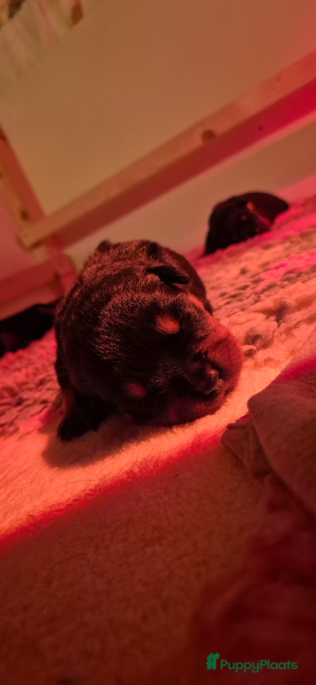 Rottweiler honden te koop: Nest F 27.11.2025 - Advertentie 11