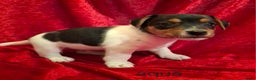 Jack Russel Terriër honden te koop: Jack Russel puppy's  - Advertentie 6