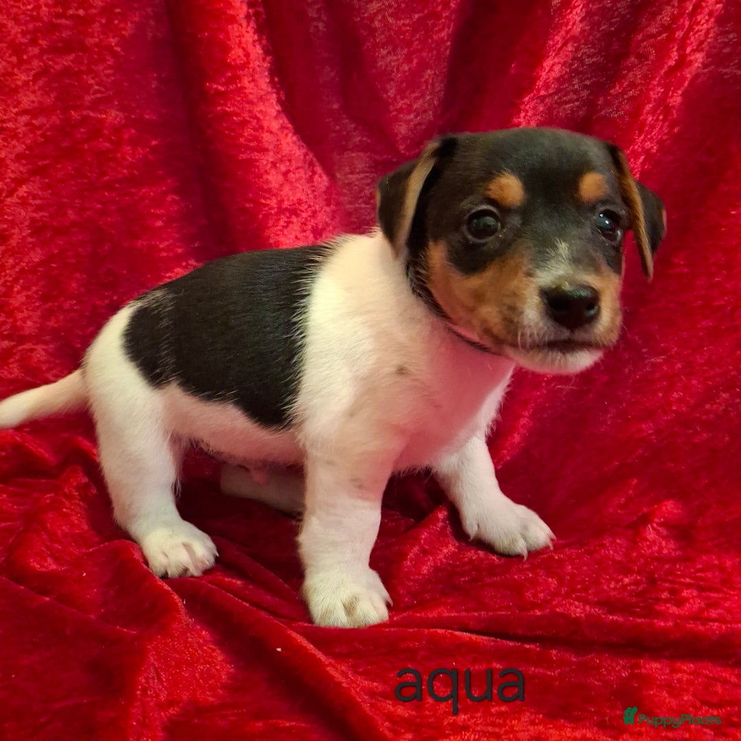 Jack Russel Terriër honden te koop: Jack Russel puppy's  - Advertentie 6