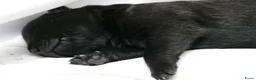 Hollandse Herder honden te koop: Te koop: Hollandse herderpups in Hoek - Advertentie 7