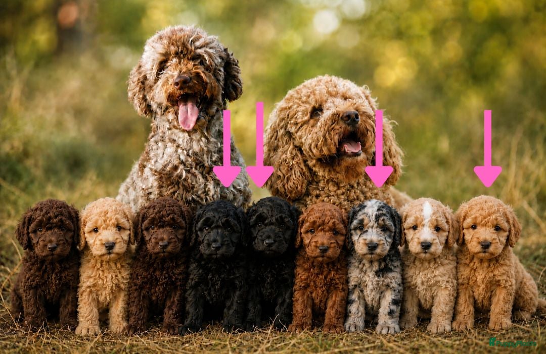 Labradoodle honden Nog 4 Prachtige multigen Labradoodles beschikbaar - Advertentie 1