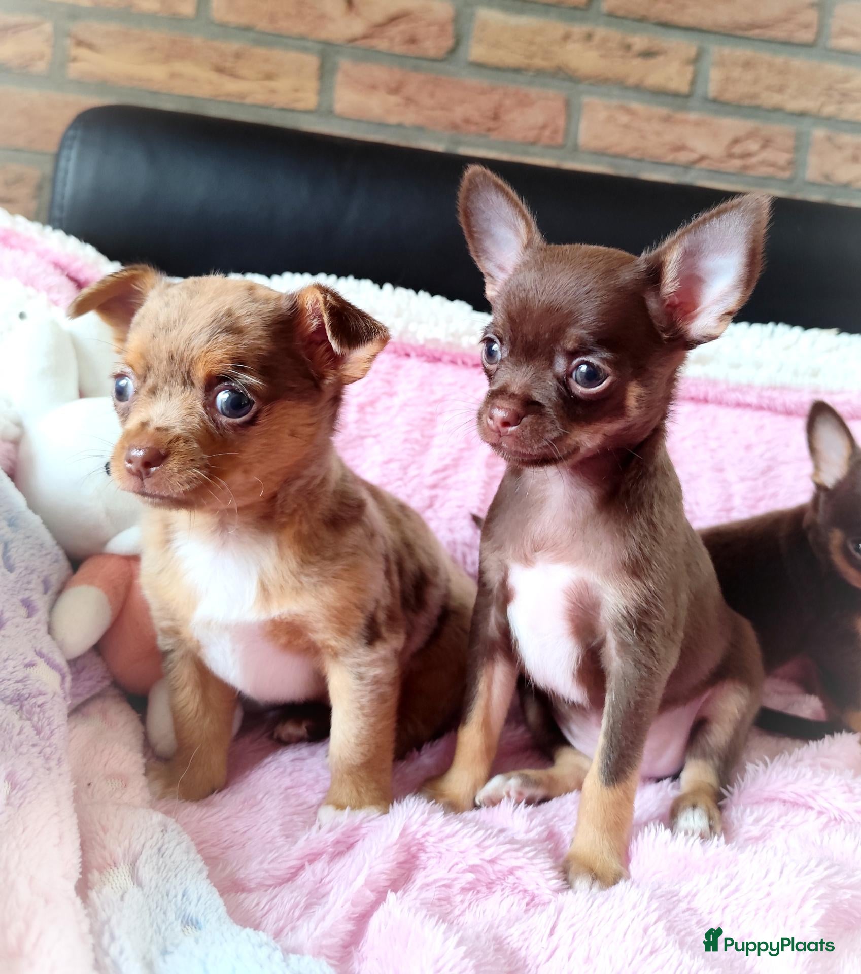 Chihuahua honden NOG TWEE schattige chihuahua puppys!! - Advertentie 2